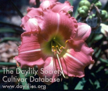 Daylily Dear Duchess